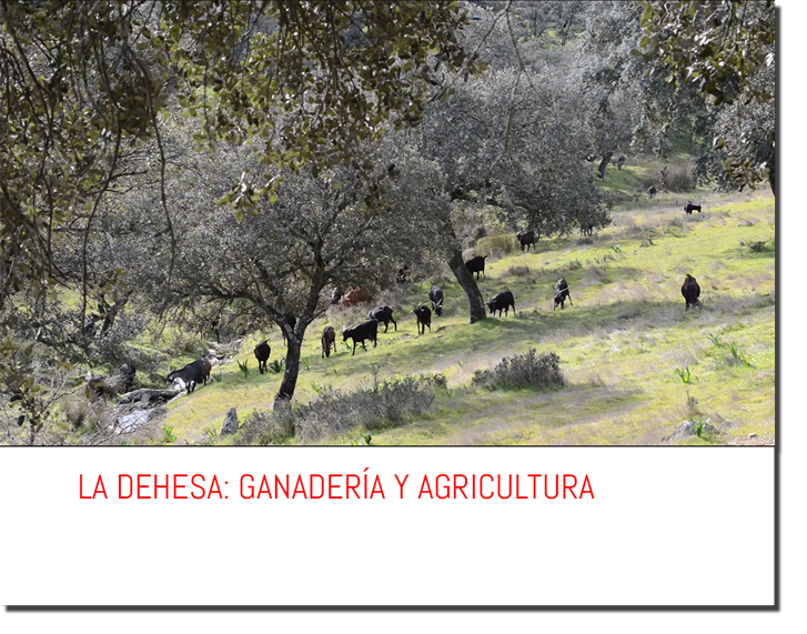 LA DEHESA: GANADERÍA Y AGRICULTURA