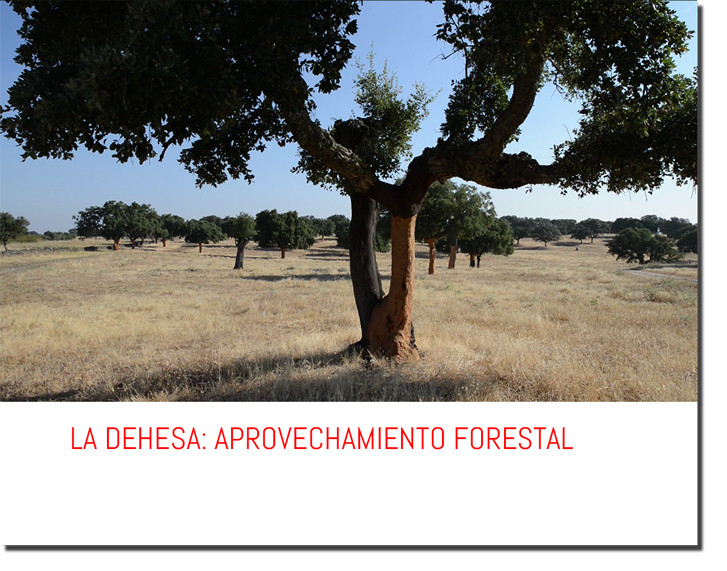 LA DEHESA: APROVECHAMIENTO FORESTAL.