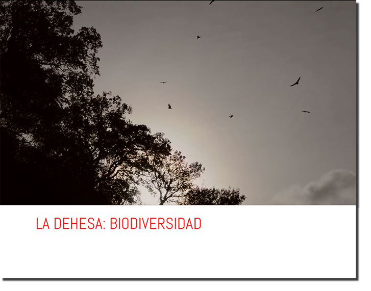 LA DEHESA: BIODIVERSIDAD.
